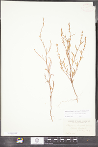 Polygonum douglasii image