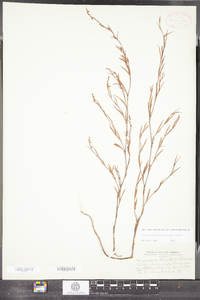 Polygonum douglasii image