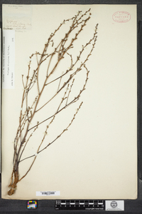 Epifagus virginiana image