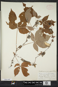 Parthenocissus quinquefolia image