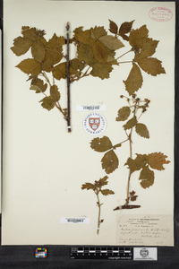 Rubus frondisentis image