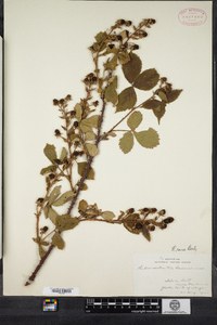 Rubus frondisentis image