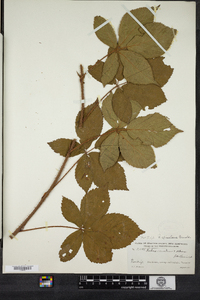 Rubus tholiformis image