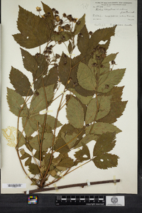 Rubus tholiformis image