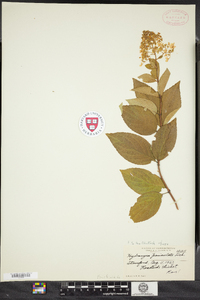 Hydrangea paniculata image