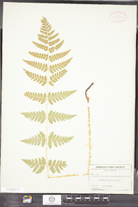 Dryopteris uliginosa image