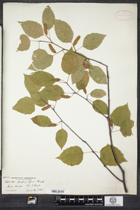 Betula papyrifera image