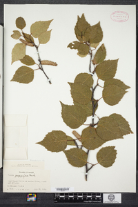 Betula papyrifera image