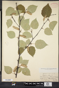 Betula papyrifera image