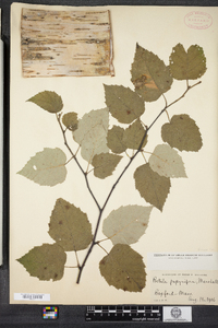 Betula papyrifera image