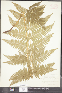 Dryopteris intermedia image