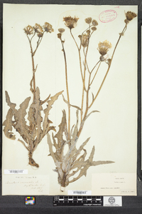 Sonchus arvensis image