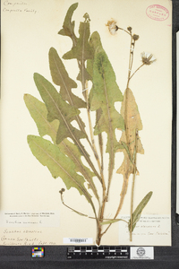 Sonchus arvensis image