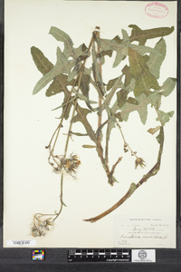 Sonchus arvensis image