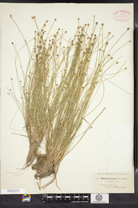 Eleocharis obtusa image