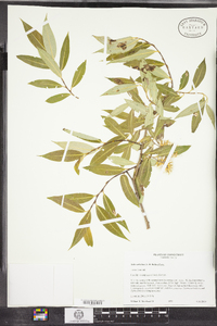 Salix serissima image