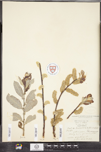 Salix conifera image