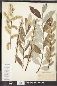 Salix conifera image