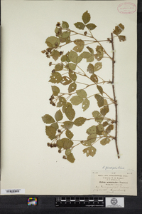 Rubus recurvicaulis image