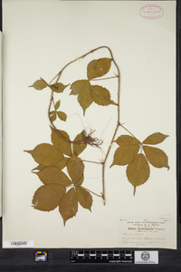 Rubus recurvicaulis image