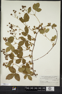 Rubus recurvicaulis image