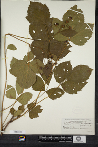 Rubus recurvicaulis image