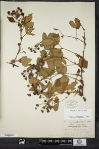 Rubus semisetosus image