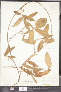 Polygonum amphibium image