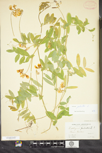 Lathyrus palustris image