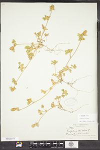 Trifolium striatum image