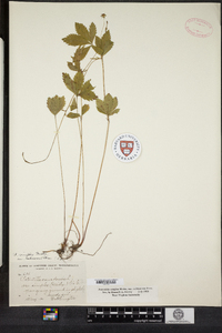 Potentilla simplex image