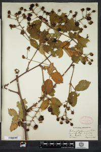 Rubus allegheniensis image