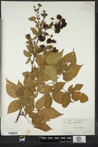 Rubus canadensis image