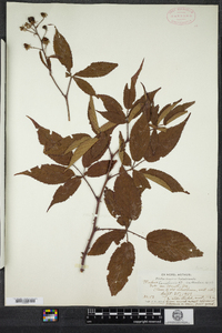 Rubus canadensis image