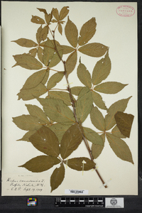 Rubus canadensis image