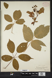 Rubus canadensis image