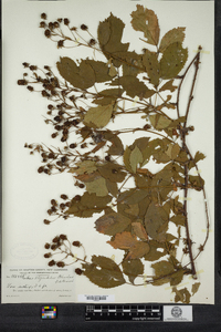 Rubus elegantulus image