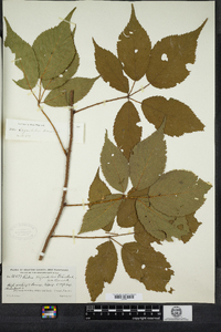 Rubus elegantulus image