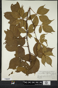 Rubus elegantulus image