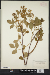 Rubus vermontanus image