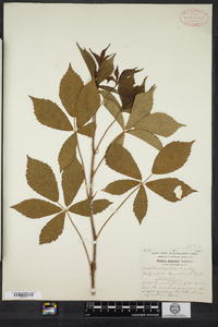 Rubus vermontanus image