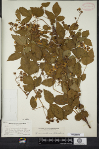 Rubus vermontanus image