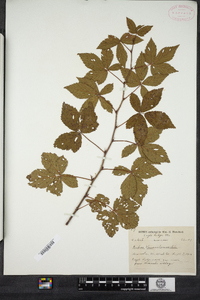 Rubus vermontanus image