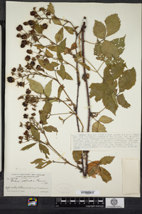 Rubus sceleratus image