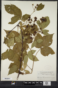 Rubus sceleratus image