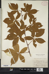 Rubus glandicaulis image