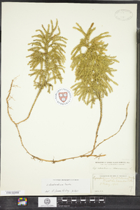 Dendrolycopodium dendroideum image