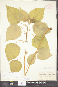 Laportea canadensis image