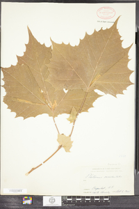 Platanus occidentalis image