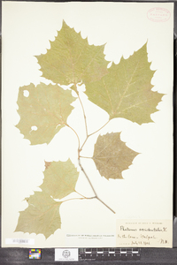 Platanus occidentalis image